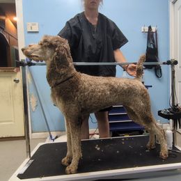 Raven - Phantom female Poodle puppy in Mongomery, Texas from Celestial Jewels Poodles