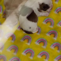 Shih Tzu Puppies from Nickerson Farms Shih Tzu & Imperial Beauties LLC.