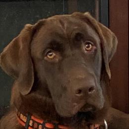 Golden Retrievers and Labrador Retrievers from North Coast Retrievers