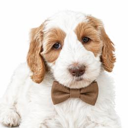 Vienna - Parti female Poodle puppy in Chicago, Illinois from Urbane Retrievers
