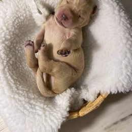 Double Doodle and Goldendoodle Puppies from Badgerland Goldendoodles