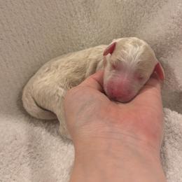 Pink - Fawn and white female Sheepadoodle puppy in Fayette, Alabama from Luxapallila Sheepadoodles