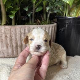 Grant - Blenheim male Cavapoo puppy in Oklahoma from Rocky Oak Cavaliers & Biewer Terriers LLC