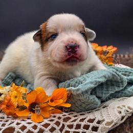 (Red) Red Male - Red speckled male Australian Cattle Dog puppy in Burleson, Texas from Bluebonnet Heelers