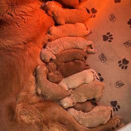 Goldendoodle Puppies from North Star Dog Training