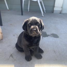 Labrador Retriever Puppies from Cozy Acres Farm Labradors
