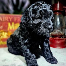 Lightning - Black male Cockapoo puppy in Indiahoma, Oklahoma from Phamily Doodles