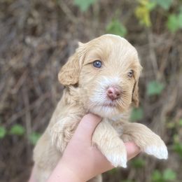 Australian Labradoodle Puppies from Salona- Australian Labradoodles of North America