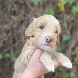 Australian Labradoodle Puppies from Salona- Australian Labradoodles of North America