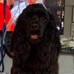 Kyrah - Cocker Spaniel