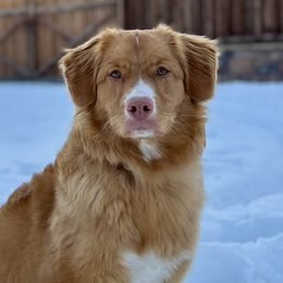 Nova Scotia Duck Tolling Retrievers from Terracotta Tollers