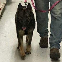 German Shepherd All Grown Up from T'S SHEPHERDS