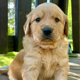 Boomer - Golden male Golden Retriever puppy in Doniphan, Missouri from Stockford’s Golden Retrievers
