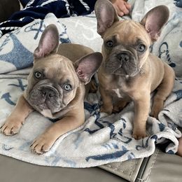 French Bulldog puppies from Born in Paradise Frenchies
