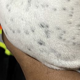 Boy 5 - Black and white German Shorthaired Pointer puppy in Waller, Washington from MLC Kennel