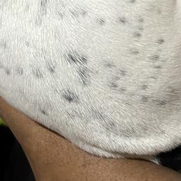 Boy 5 - Black and white German Shorthaired Pointer puppy in Waller, Washington from MLC Kennel