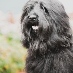 Briard Puppies from Sendero Briards