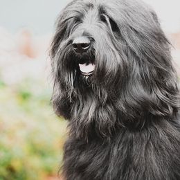 Briard Puppies from Sendero Briards
