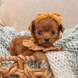 Dolly - Red  female Goldendoodle puppy in Iola, Texas from Supreme Doodles of Texas