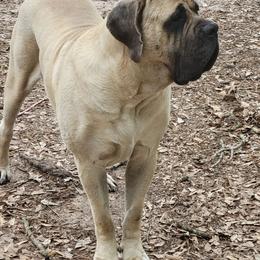 Tom Bombadil - Mastiff