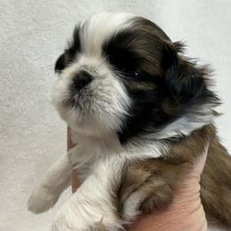 Shih Tzu Puppies from Little Miracles Shih Tzu