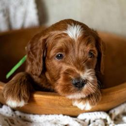 Harbor - Red  male Goldendoodle puppy in Apopka, Florida from The Classic Doodle