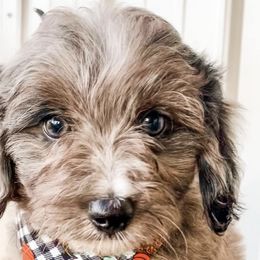 Aussiedoodles from Wild Acre Doodles