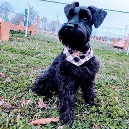 Dachshunds and Miniature Schnauzers from Chestnut Hill Farm