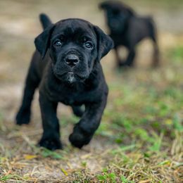 Charli - Black brindle female Cane Corso puppy in Sandia, Texas from OneTime Cane Corso