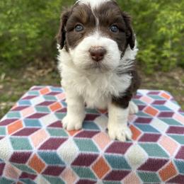 Girl 4 - Brown and white female Aussiedoodle puppy in Hillsboro, Illinois from Perfect Paws Puppies