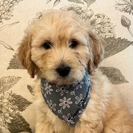 Vela - Cream female Goldendoodle puppy in The Woodlands, Texas from Gracie's Goldendoodles and Bernedoodles