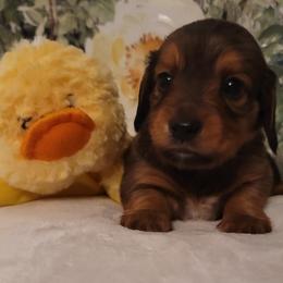 Dachshund Puppies from Spinks Puppies