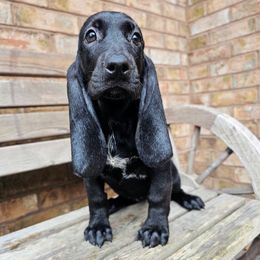 Skye - Black female Colombian Fino Hound puppy in Kingston, Tennessee from Fino Hounds USA