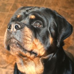 Astra - Rottweiler
