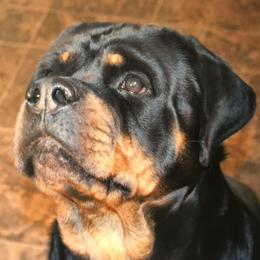 Astra - Rottweiler