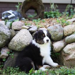Jade - Black tri-color female Australian Shepherd puppy in Bagley, Iowa from Diamond M Aussies