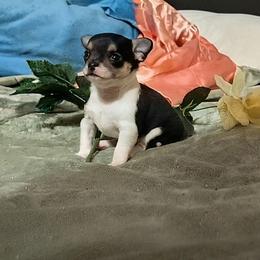 Finn - Black and tan male Chihuahua puppy in Weatherford, Texas from Small and Mighty Chihuahuas