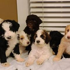 Saint Berdoodles and Sheepadoodles from Heart of Dixie Doodles