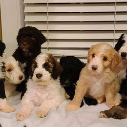 Saint Berdoodles and Sheepadoodles from Heart of Dixie Doodles
