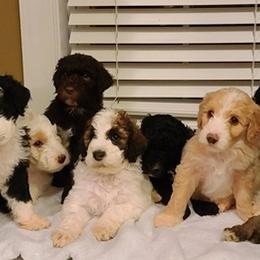 Saint Berdoodles and Sheepadoodles from Heart of Dixie Doodles