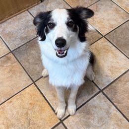 Minnie - Border Collie