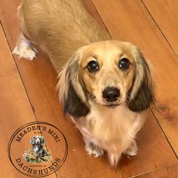 Ember - Dachshund