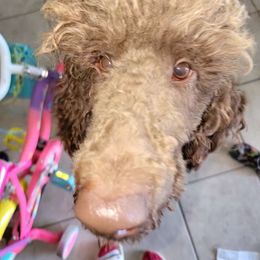 Yoshi - Poodle