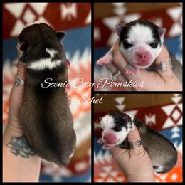 Ethel - Silver and white female Pomsky puppy in Rossville, Georgia from Scenic City Pomskies