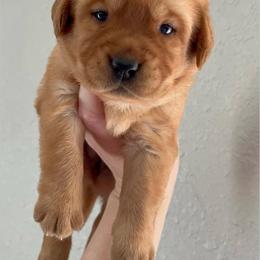 Lemon Meringue - Yellow female Labrador Retriever puppy in Morriston, Florida from Penny Lane Labradors