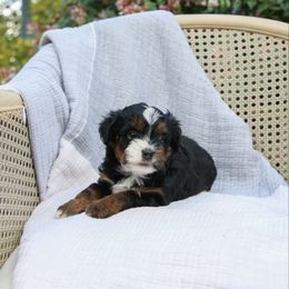 Huckleberry - Black tri male Toy Australian Shepherd puppy in Charlestown, Indiana from Forever Aussies and A Doodle