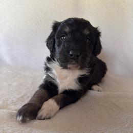 Sunny - Black tri-color female Aussiedoodle puppy in Centerburg, Ohio from A Dose Of Doodle
