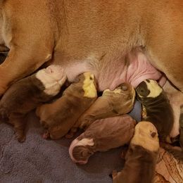 Bernese Mountain Dog and English Bulldog Puppies from Wildfire Kennel