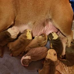 Bernese Mountain Dog and English Bulldog Puppies from Wildfire Kennel