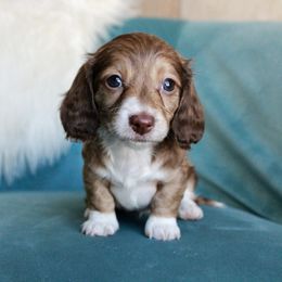 Dachshund Puppies from Tired Chef Dachshunds